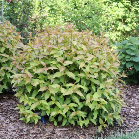 KODIAK SPIECED™ Diervilla | Proven Winners® - Image 4