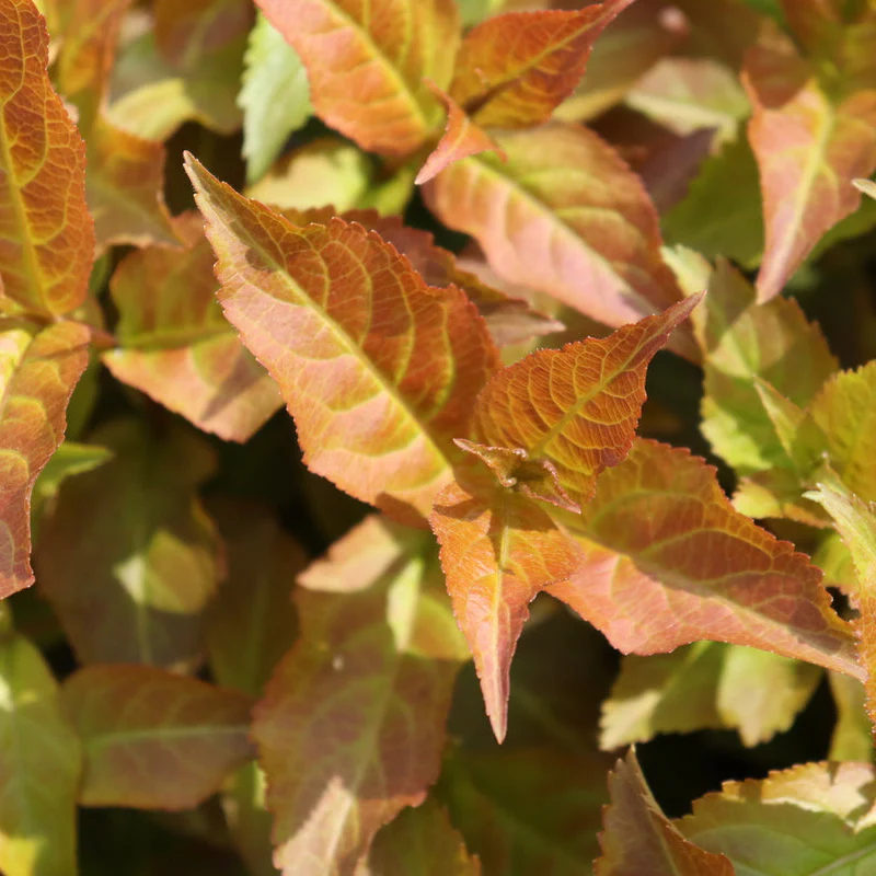 KODIAK SPIECED™ Diervilla | Proven Winners® - Image 5