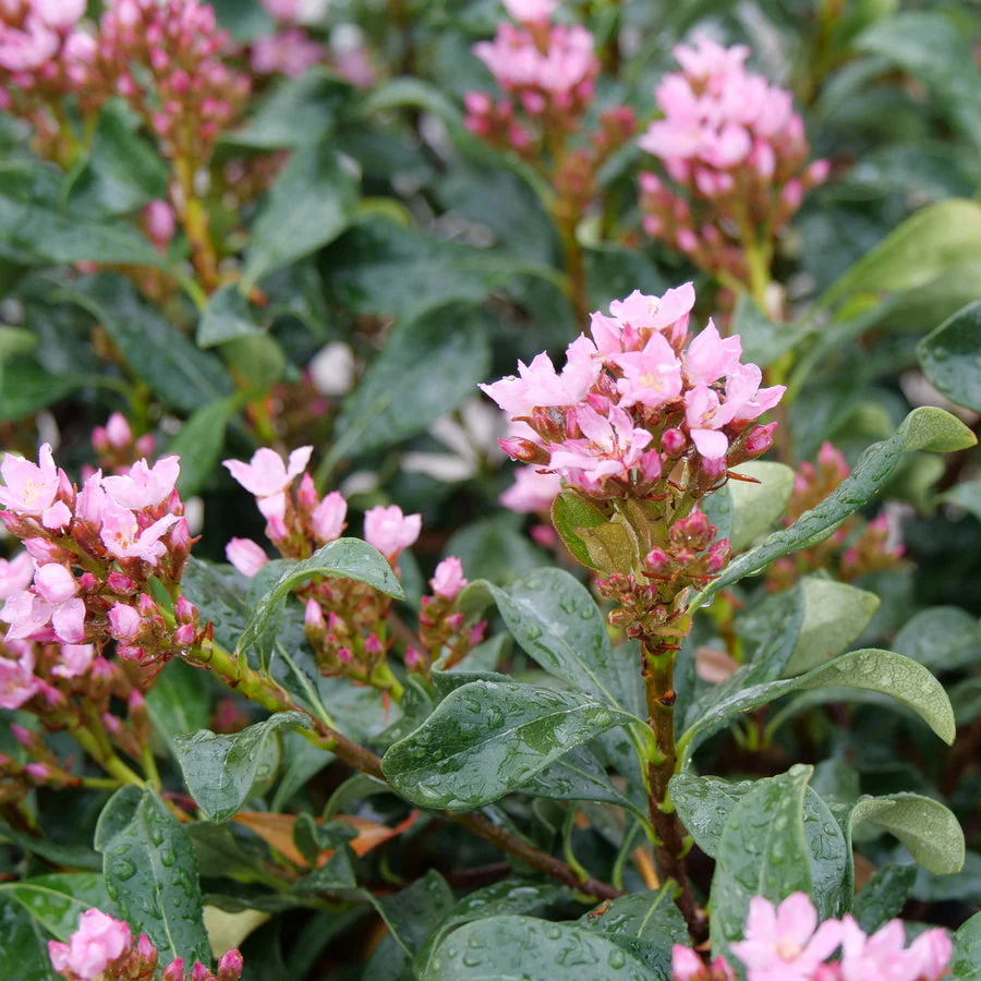 LA VIDA GRANDE® Indian Hawthorn | Proven Winners®