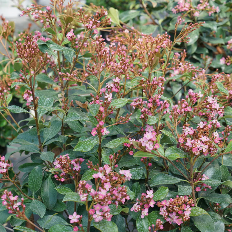 LA VIDA GRANDE® Indian Hawthorn | Proven Winners® - Image 2