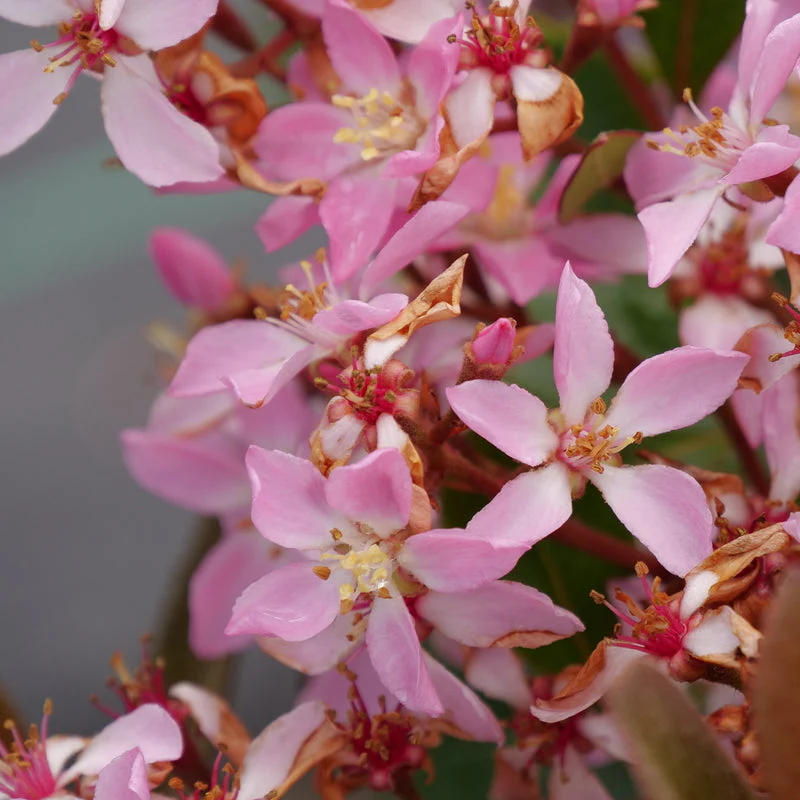 LA VIDA GRANDE® Indian Hawthorn | Proven Winners® - Image 3