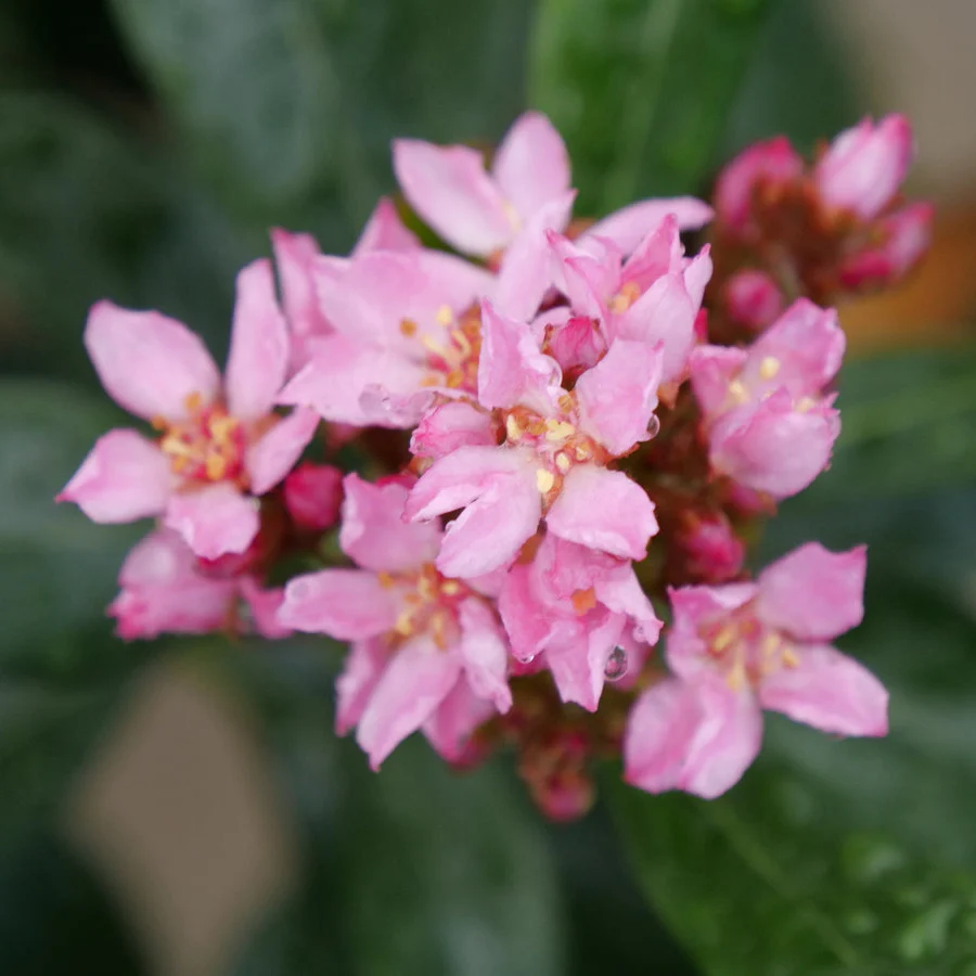LA VIDA GRANDE® Indian Hawthorn | Proven Winners® - Image 4