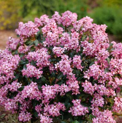 La Vida Mas® Indian Hawthorn