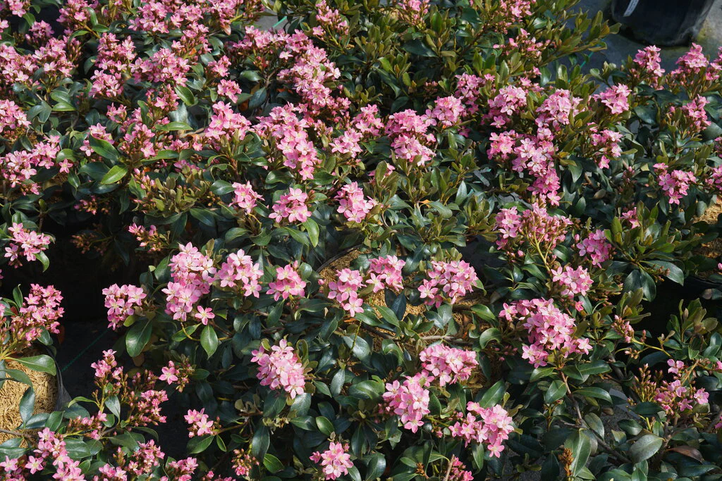 La Vida Mas® Indian Hawthorn - Image 2