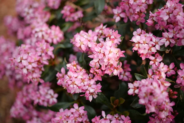 La Vida Mas® Indian Hawthorn - Image 3