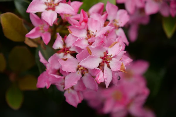 La Vida Mas® Indian Hawthorn - Image 4