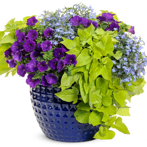 Laguna® Sky Blue Lobelia | Proven Winners® - Image 3