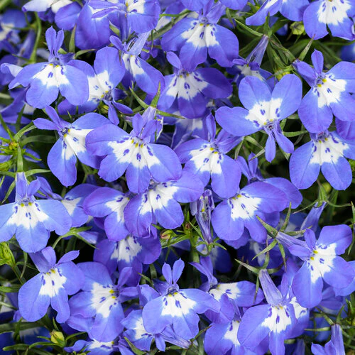 Laguna Royale Blue Pearl | Proven Winners® - Image 2
