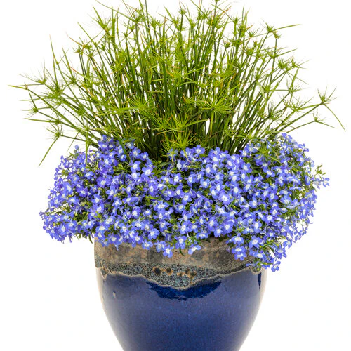 Laguna Royale Blue Pearl | Proven Winners® - Image 3