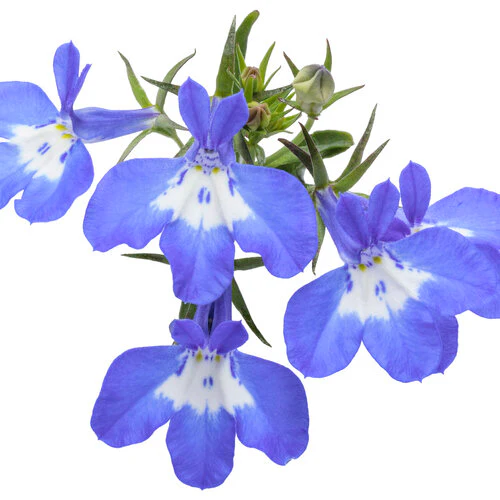 Laguna Royale Blue Pearl | Proven Winners® - Image 4