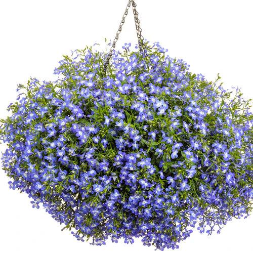 Laguna Royale Blue Pearl | Proven Winners® - Image 5