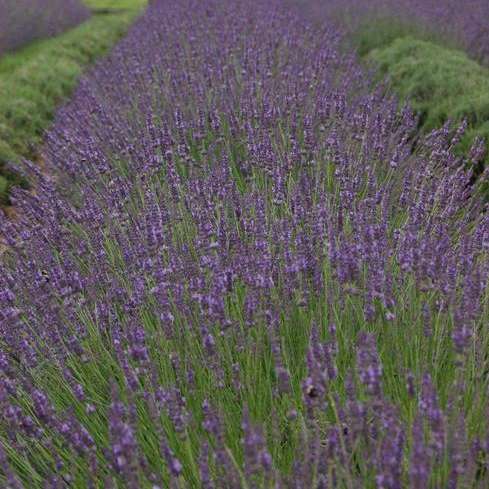 Phenomenal' Lavender | Creekside Champions™ - Image 3