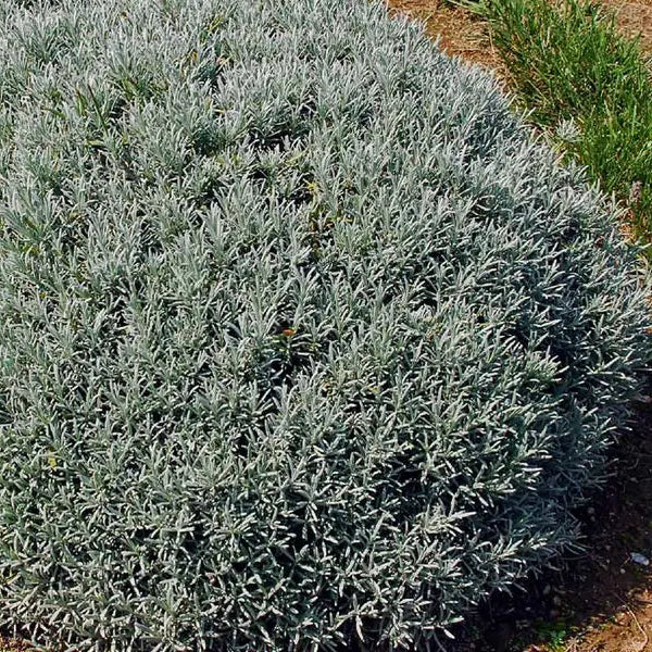 Phenomenal' Lavender | Creekside Champions™ - Image 4