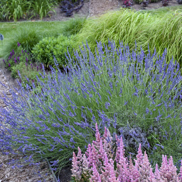 Phenomenal' Lavender | Creekside Champions™ - Image 5