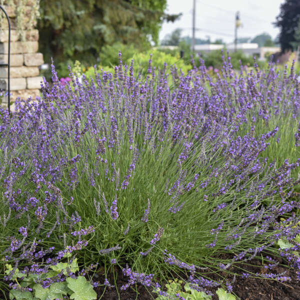 Phenomenal' Lavender | Creekside Champions™ - Image 6