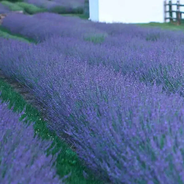 Phenomenal' Lavender | Creekside Champions™ - Image 7