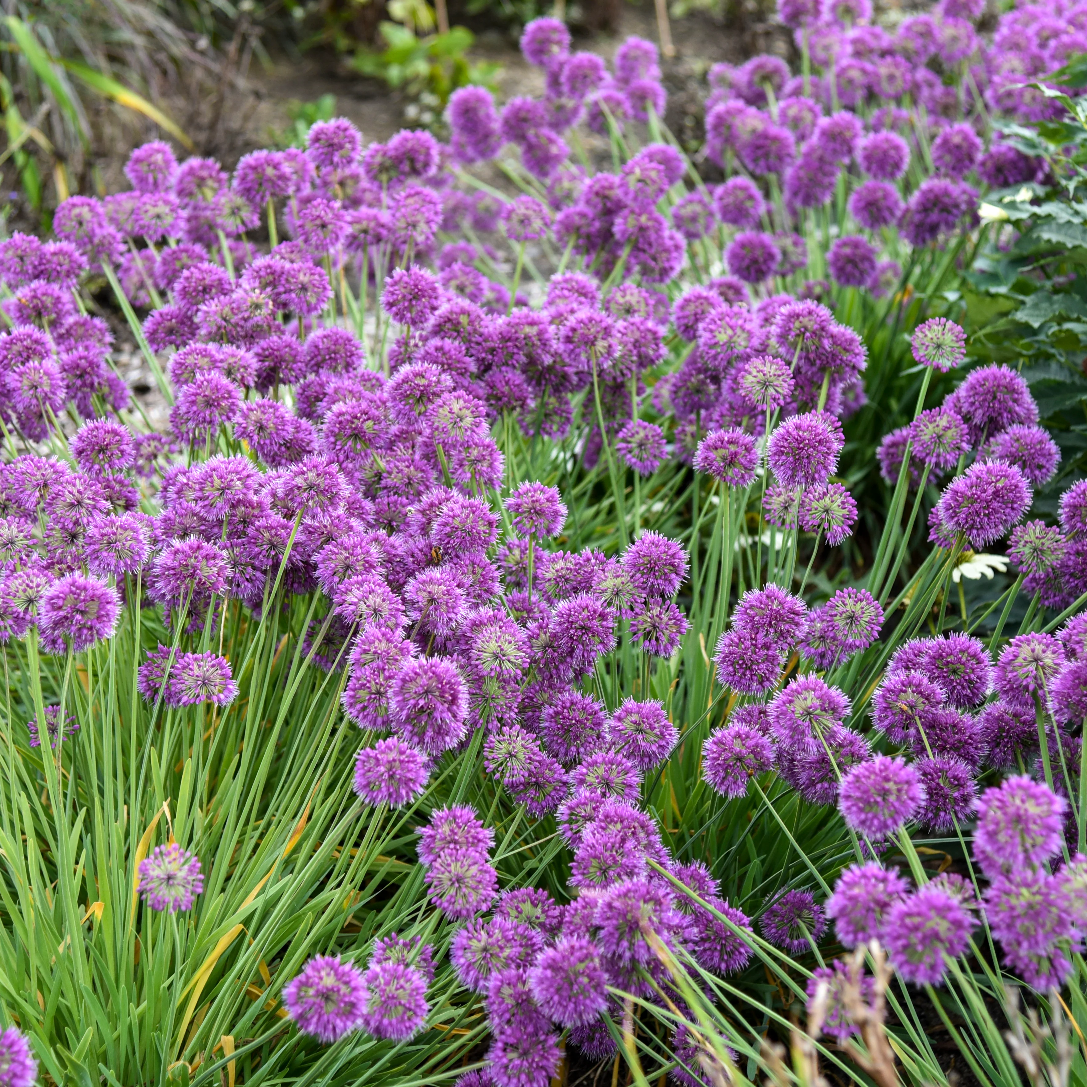 Lavender Bubbles' Allium | Creekside Champions™ - Image 3