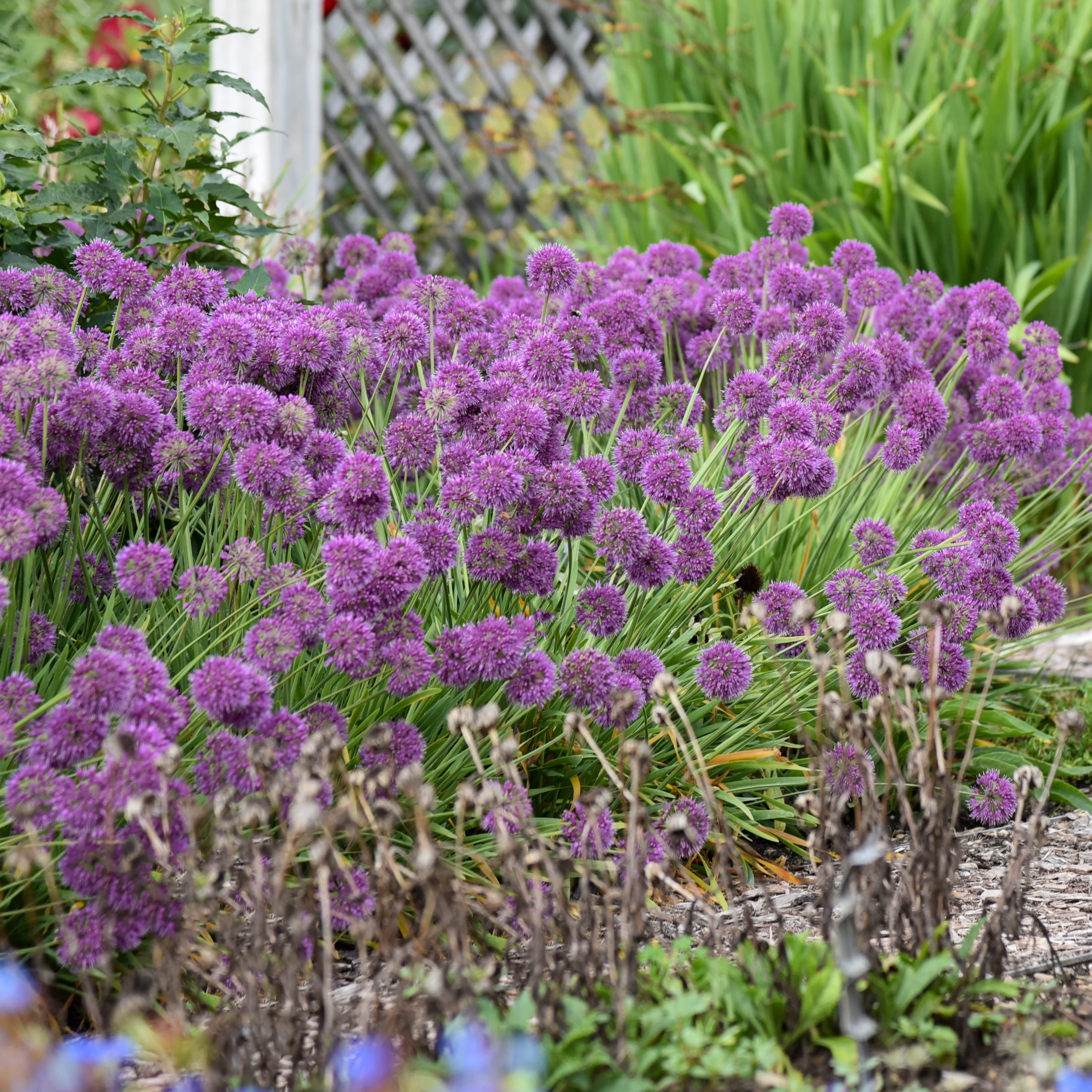 Lavender Bubbles' Allium | Creekside Champions™ - Image 4