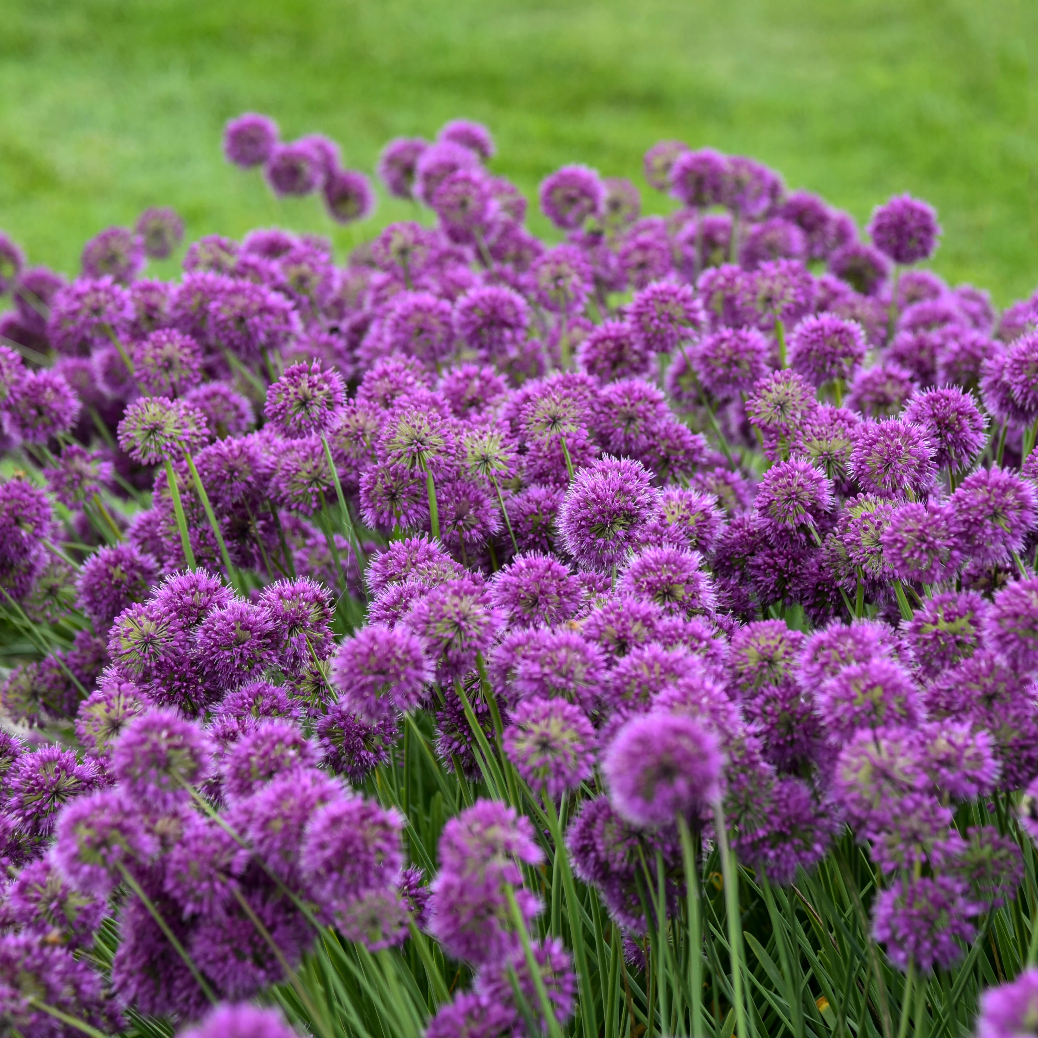 Lavender Bubbles' Allium | Creekside Champions™ - Image 5
