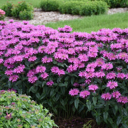 Upscale® 'Lavender Taffeta' Monarda | Proven Winners® - Image 3