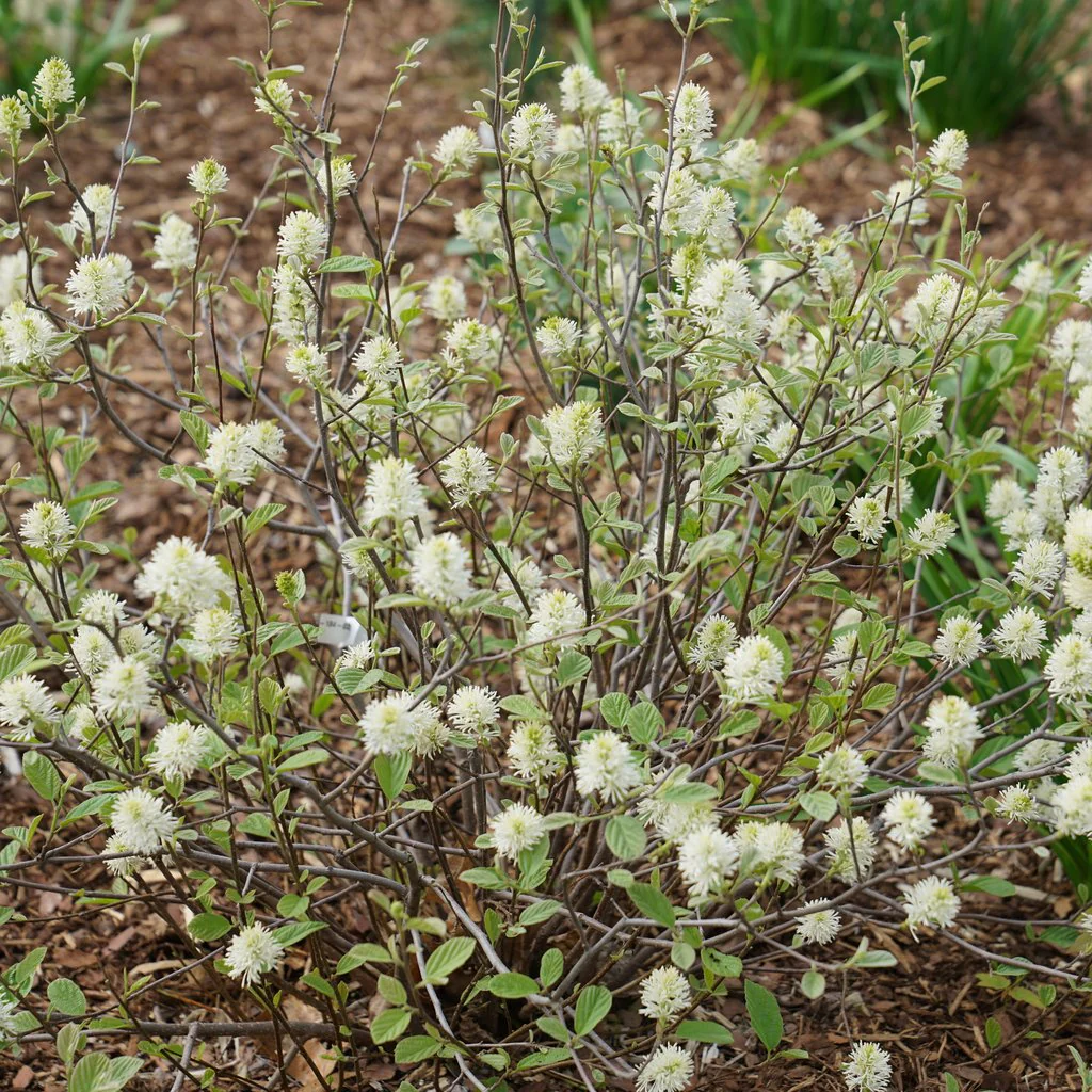 Legend of the Small® Bottlebrush Fothergilla