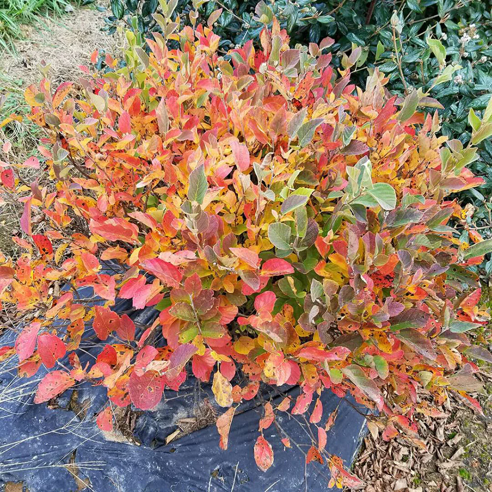 Legend of the Small® Bottlebrush Fothergilla - Image 2