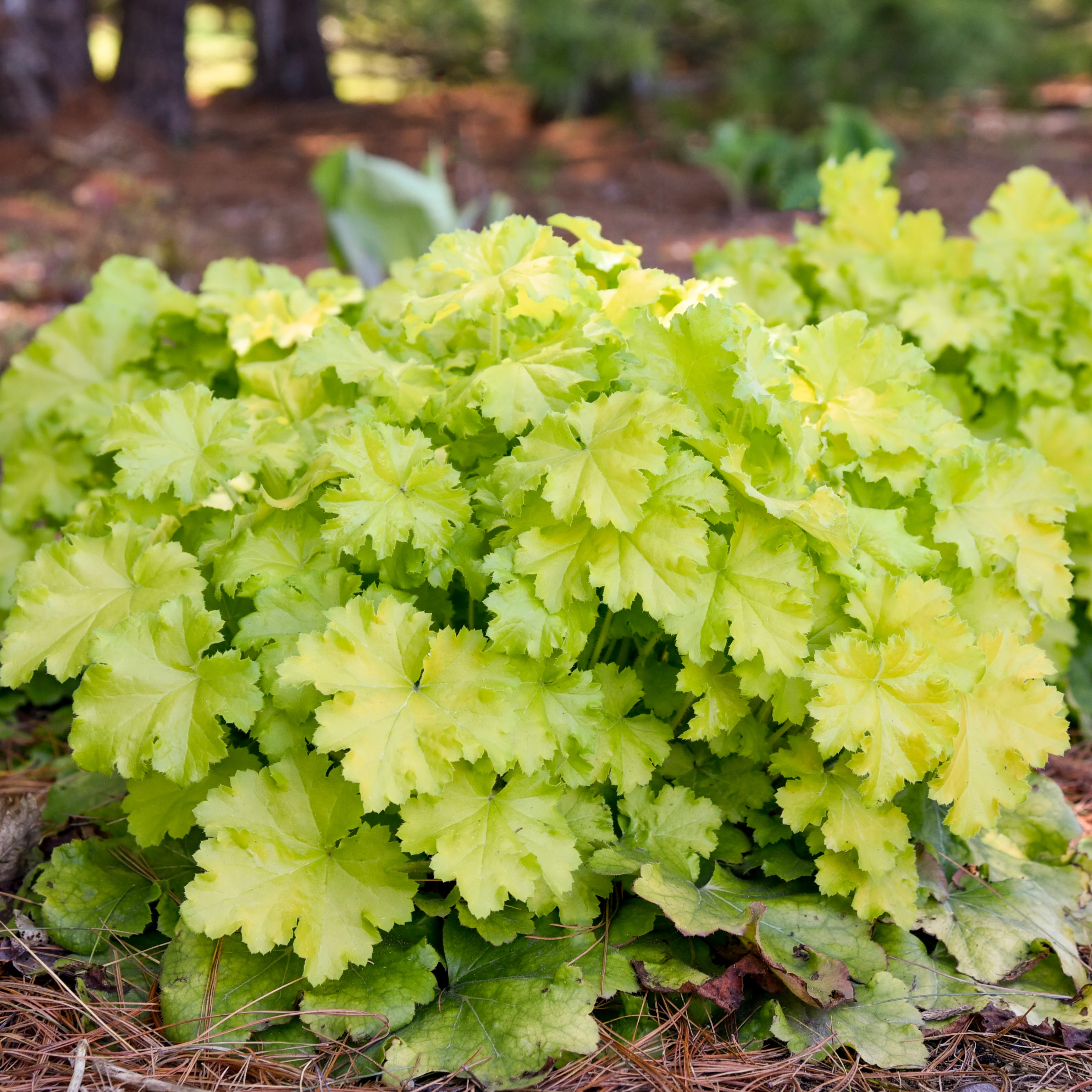 Lemon Love' Heuchera | Creekside Champions™ - Image 3