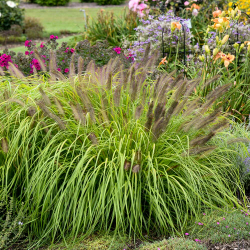 Prairie Winds® 'Lemon Squeeze' Pennisetum | Proven Winners®