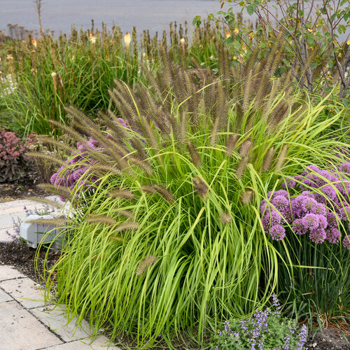 Prairie Winds® 'Lemon Squeeze' Pennisetum | Proven Winners® - Image 2