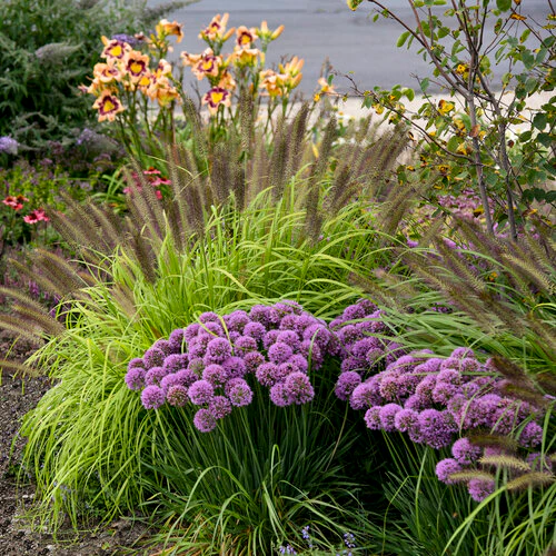 Prairie Winds® 'Lemon Squeeze' Pennisetum | Proven Winners® - Image 3