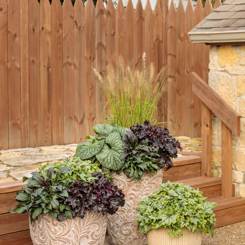 Prairie Winds® 'Lemon Squeeze' Pennisetum | Proven Winners® - Image 4