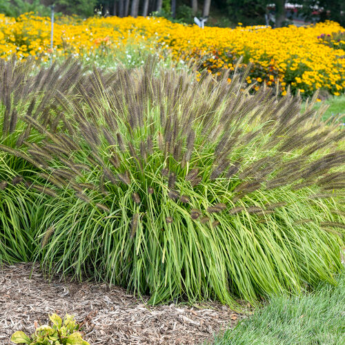 Prairie Winds® 'Lemon Squeeze' Pennisetum | Proven Winners® - Image 5