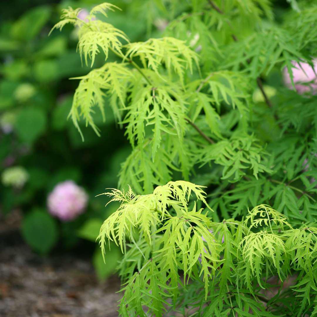 LEMONY LACE® Elderberry