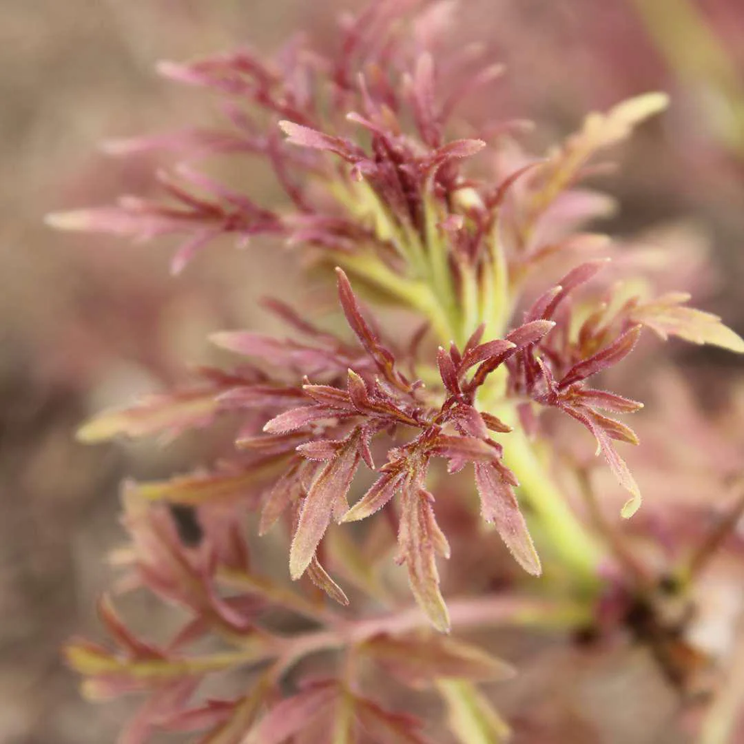 LEMONY LACE® Elderberry - Image 3