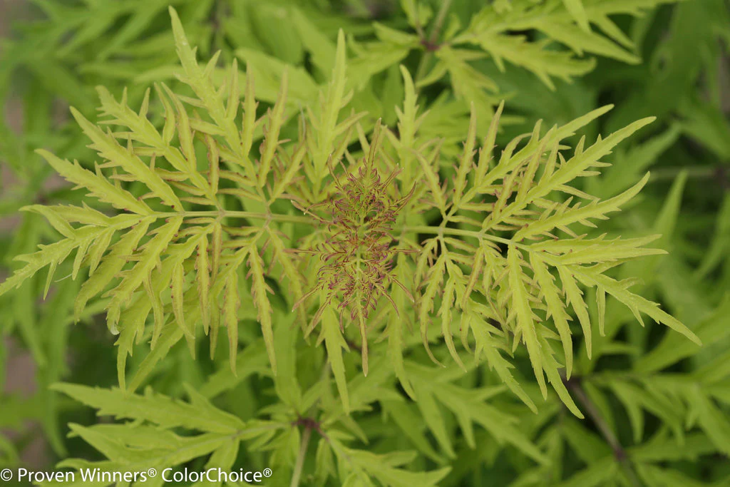 LEMONY LACE® Elderberry - Image 4