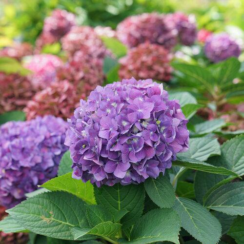 LET'S DANCE ¡ARRIBA!® Reblooming Hydrangea