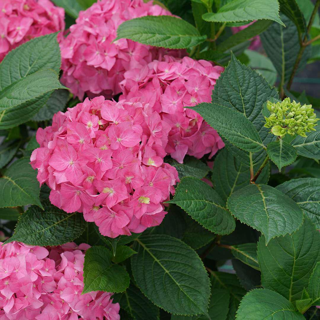 LET'S DANCE ¡ARRIBA!® Reblooming Hydrangea - Image 2