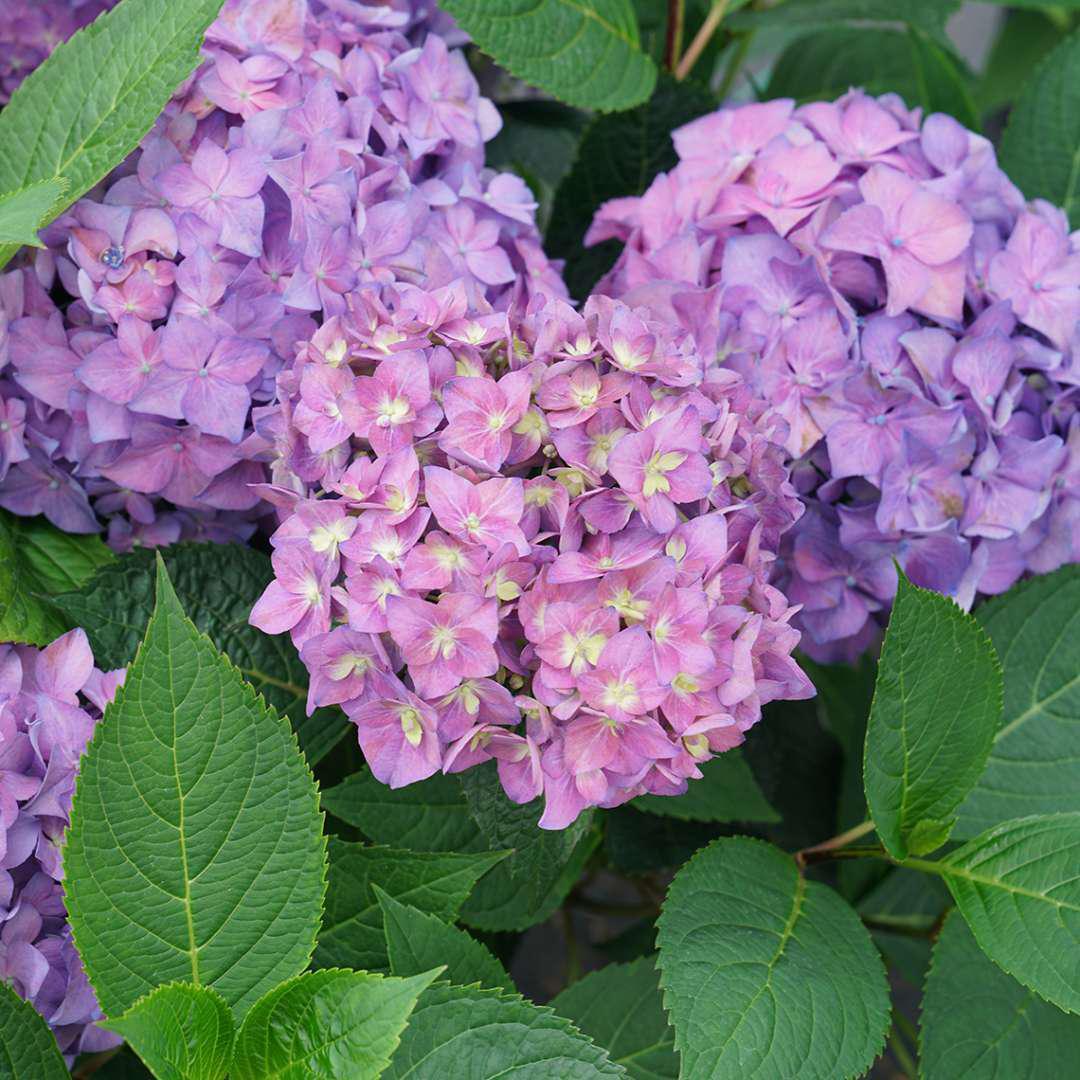 LET'S DANCE ¡ARRIBA!® Reblooming Hydrangea - Image 3