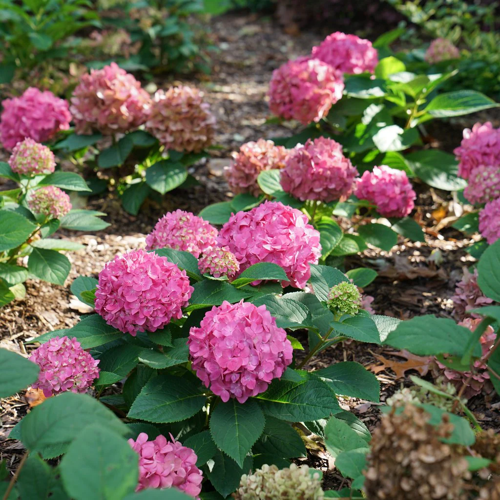 LET'S DANCE ¡ARRIBA!® Reblooming Hydrangea - Image 4