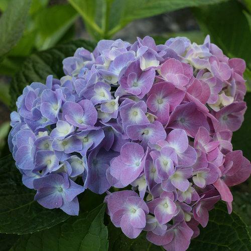 LET’S DANCE® BLUE JANGLES® Hydrangea - big leaf - Image 2