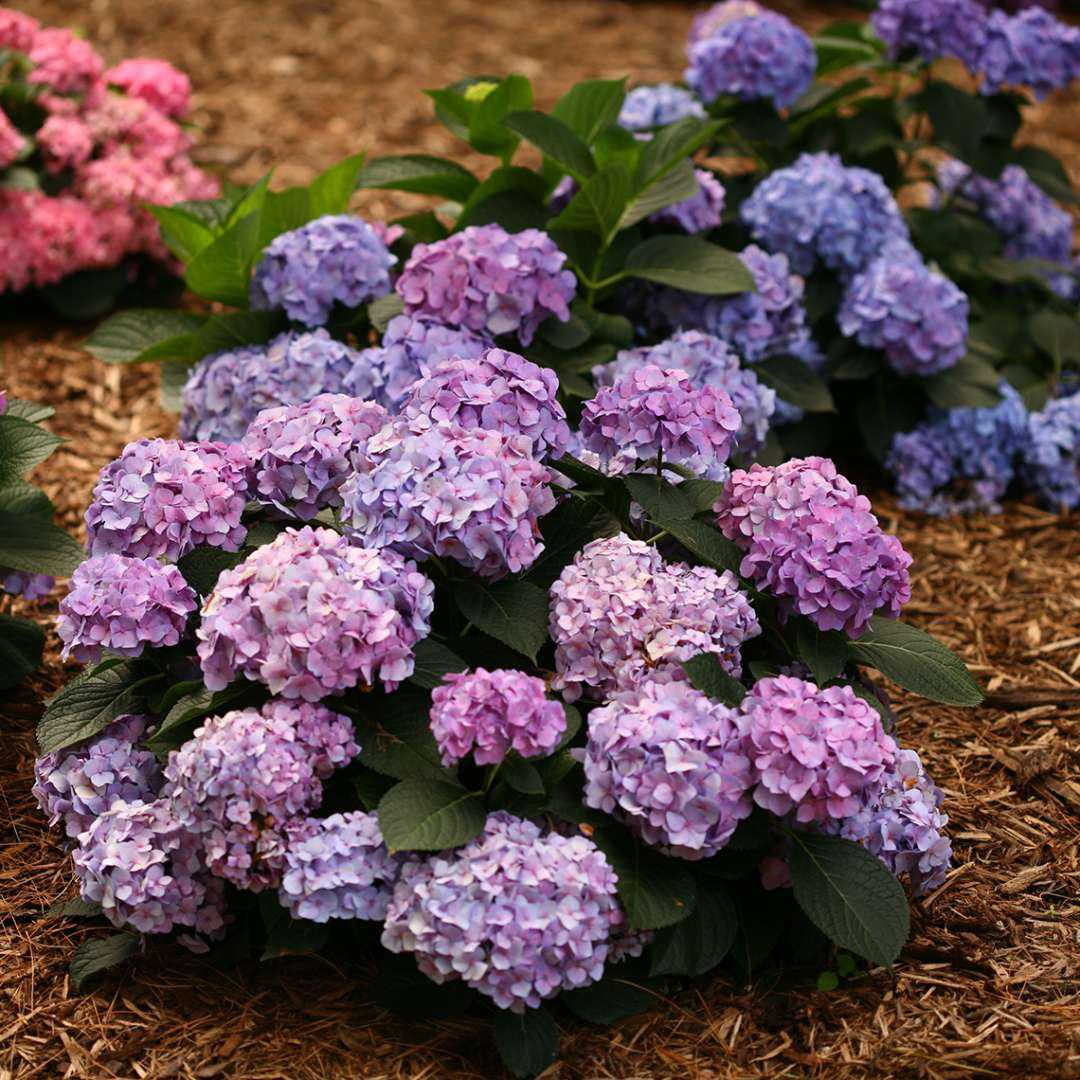 LET’S DANCE® BLUE JANGLES® Hydrangea - big leaf - Image 3
