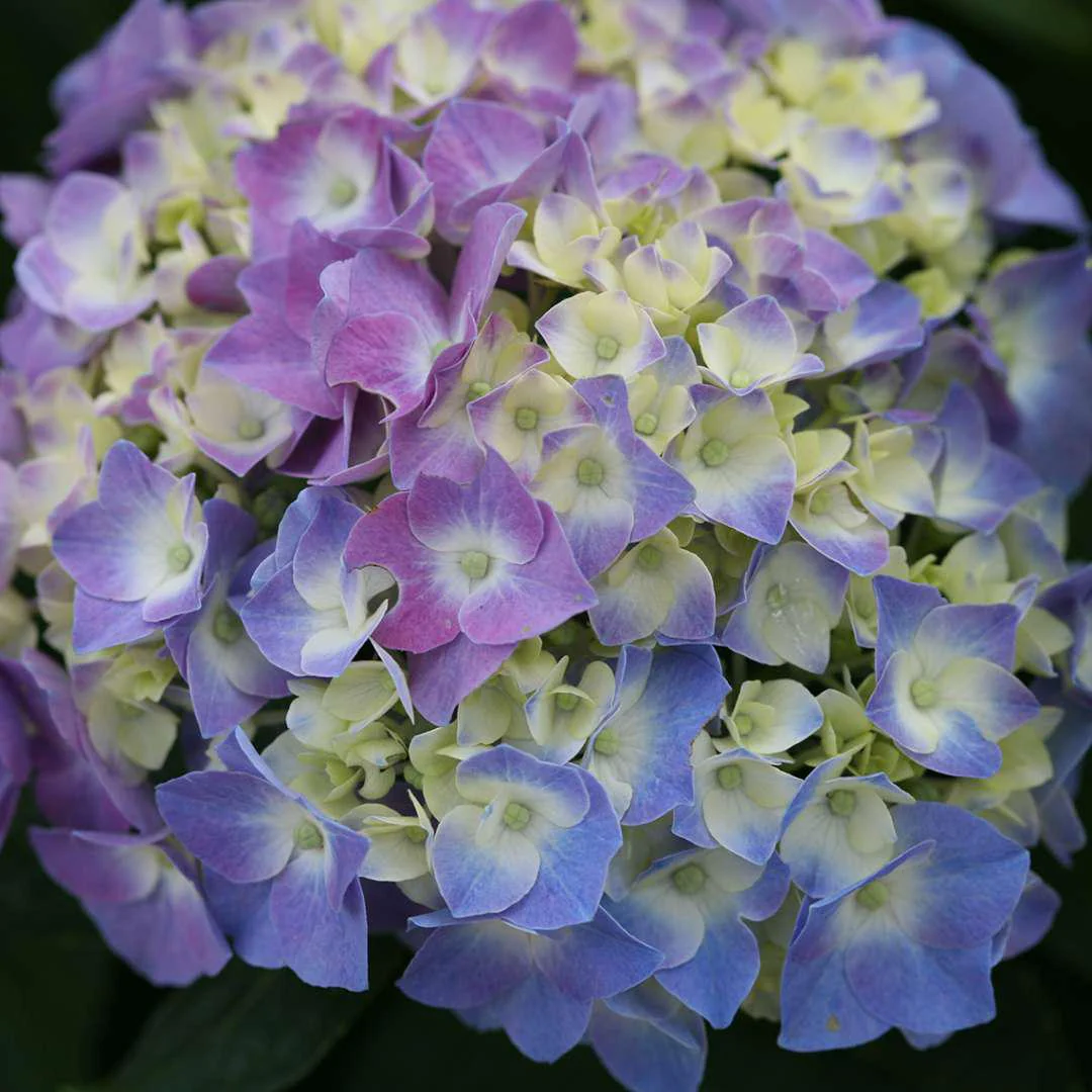 LET’S DANCE® BLUE JANGLES® Hydrangea - big leaf - Image 4