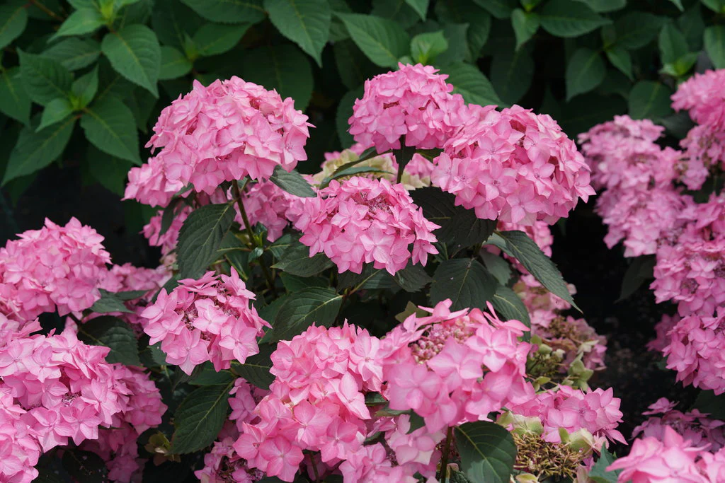 LET'S DANCE CAN DO!® Reblooming Hydrangea - Image 2