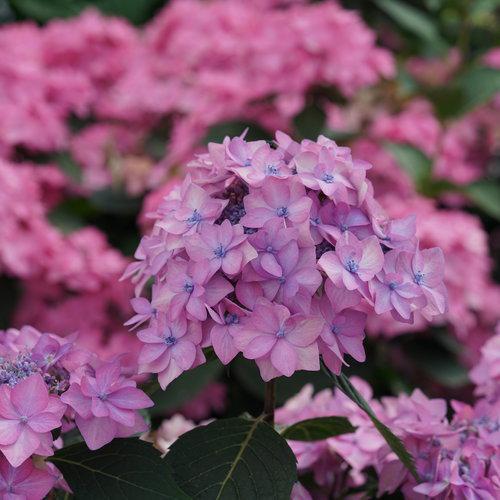 LET'S DANCE CAN DO!® Reblooming Hydrangea - Image 3