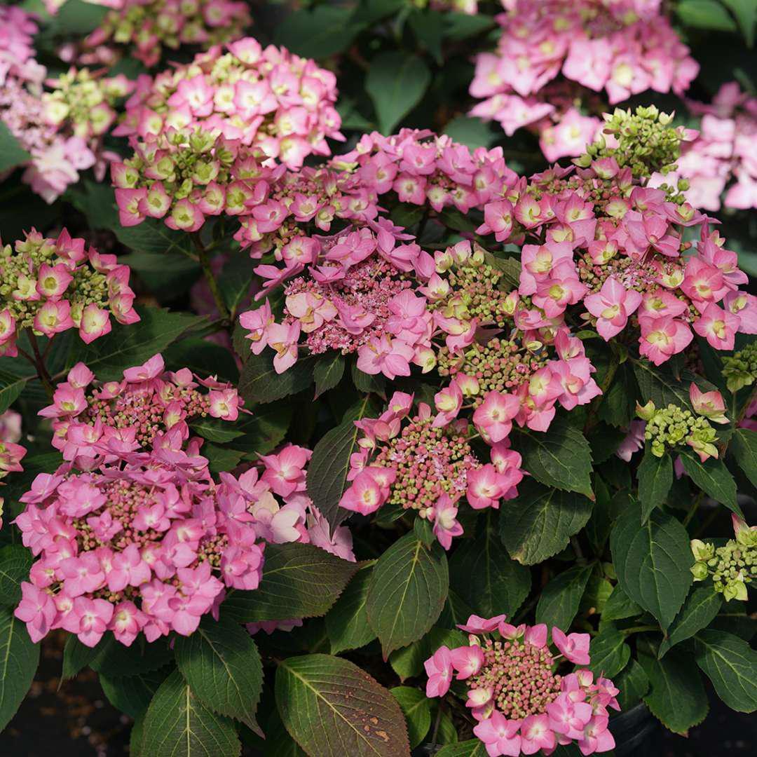 LET'S DANCE CAN DO!® Reblooming Hydrangea - Image 4
