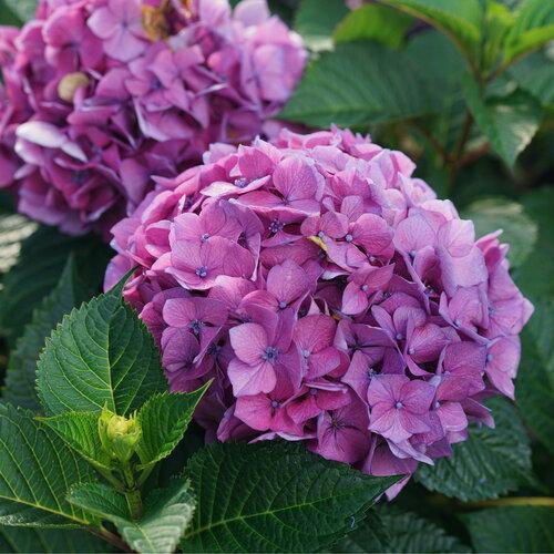 LET’S DANCE LOVABLE® Bigleaf Hydrangea - Image 2