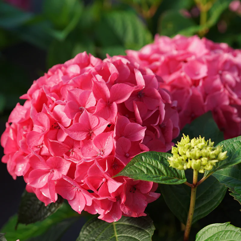 LET’S DANCE LOVABLE® Bigleaf Hydrangea - Image 3