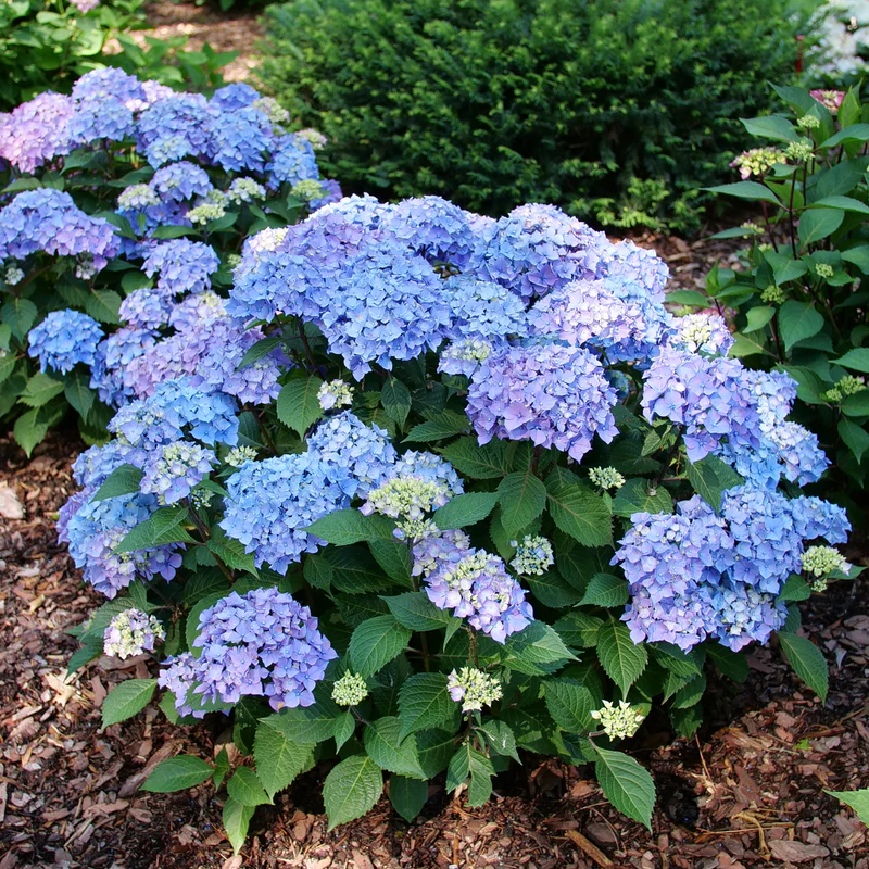 LET’S DANCE LOVABLE® Bigleaf Hydrangea - Image 4