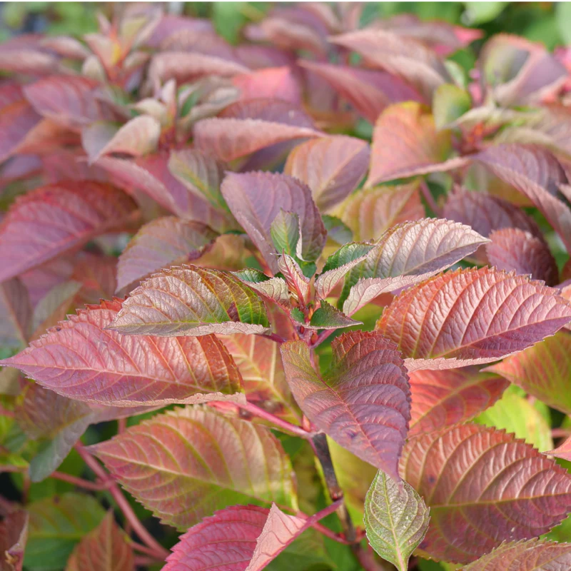LET’S DANCE LOVABLE® Bigleaf Hydrangea - Image 5