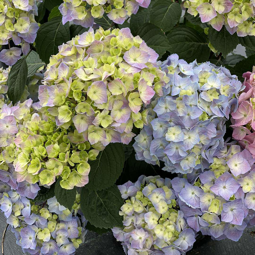 LET’S DANCE SKY VIEW® Hydrangea- reblooming
